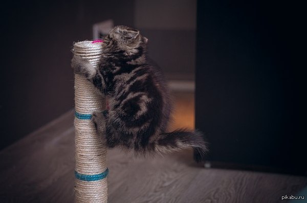 "����, ������, �  ��������!"