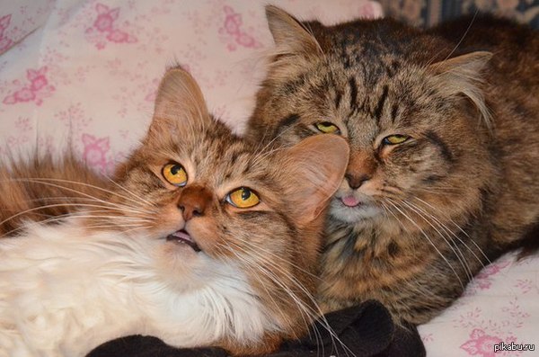 ������ ����������