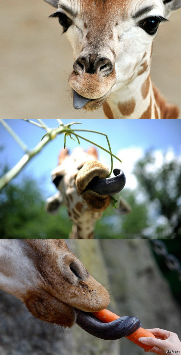 Длинный язык жирафа. Жираф язык. Зубы жирафа. Жираф с высунутым языком.