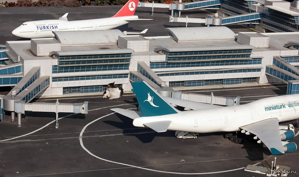 ��� ������� )