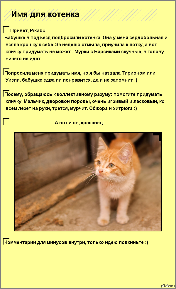 Клички для котят