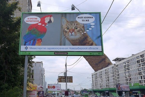  , -  pikabu?