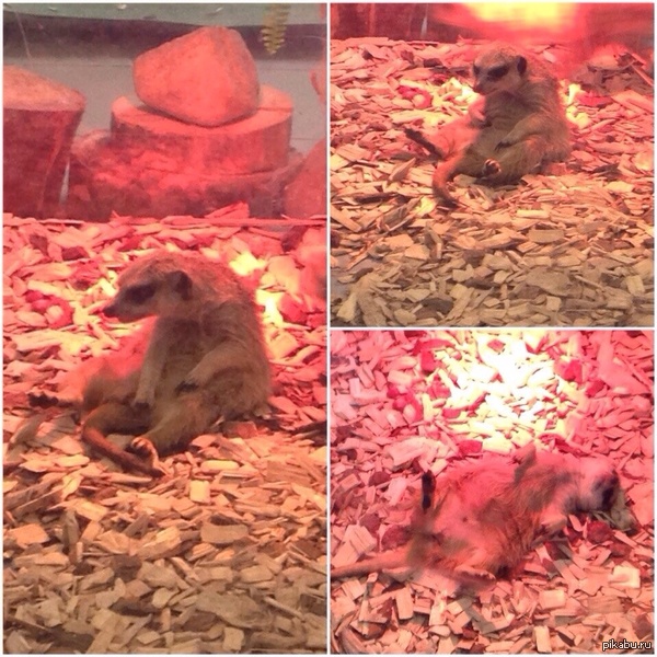 Как я встаю на работу))