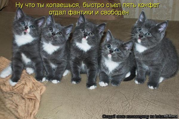 Котоматрица