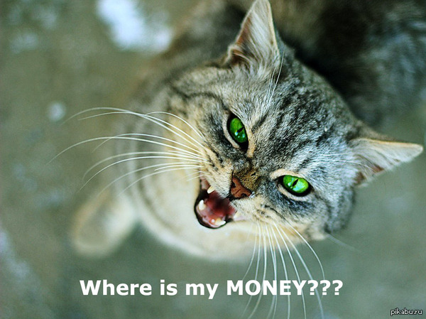 Возмущенный котэ.