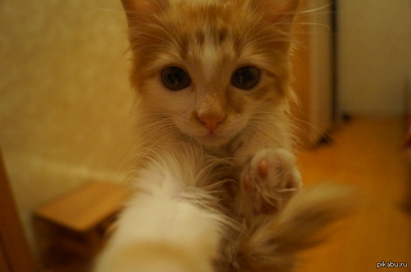 ��� ������� ��� :3
