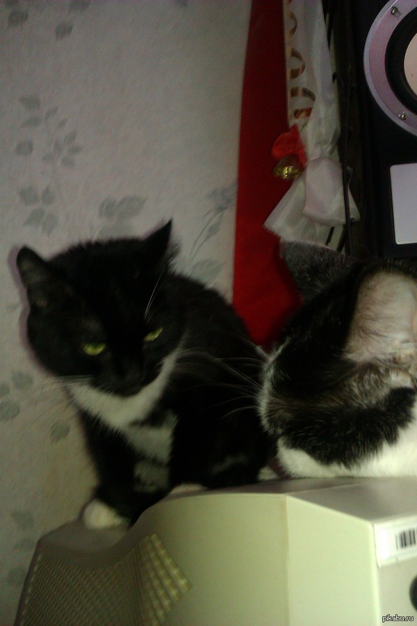 ������ ���������