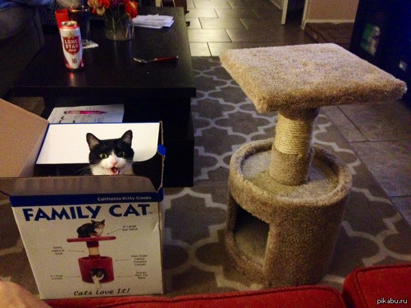 Кот подумал, что ему купили коробку. Вот так всегда :) 