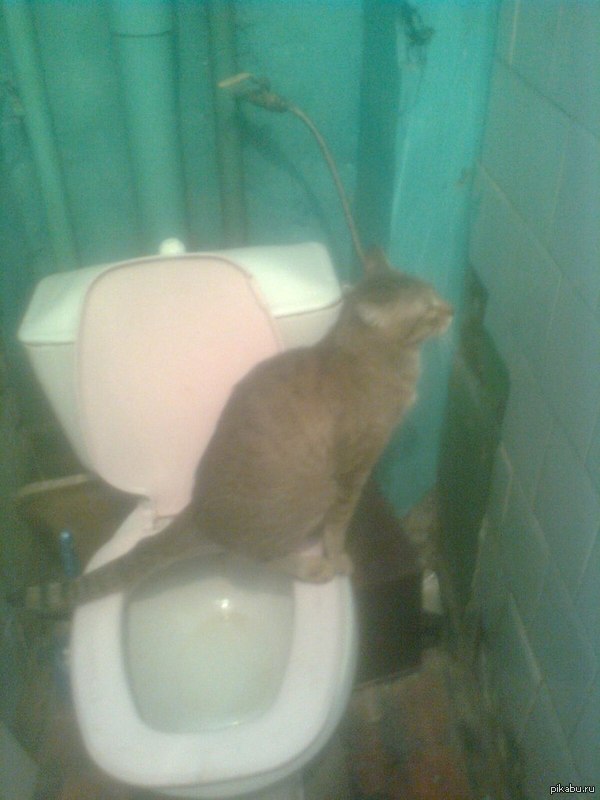 Once I went to the toilet, and there ... - My, cat, Sret