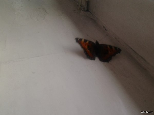 Весна пришла, бабочка появилась О_О