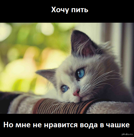 Проблемы котов.