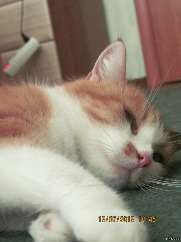 Поможем котам попасть в тройку? А потом и на первое место?!