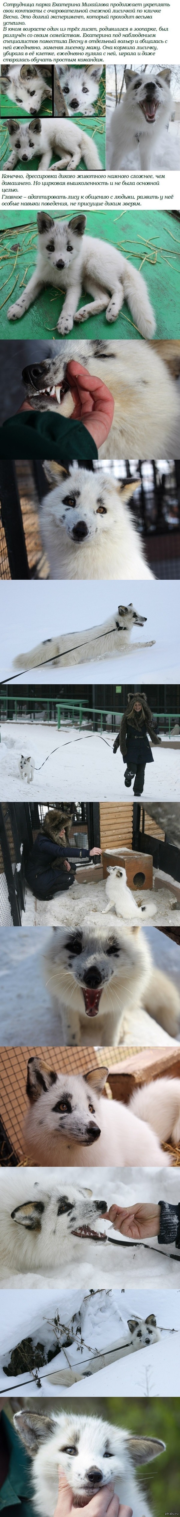 Лисичка Весна из "Роева ручья" повзрослела =)