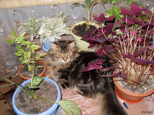 ��� ������� � �������� ��������