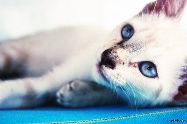 Во славу котиков!