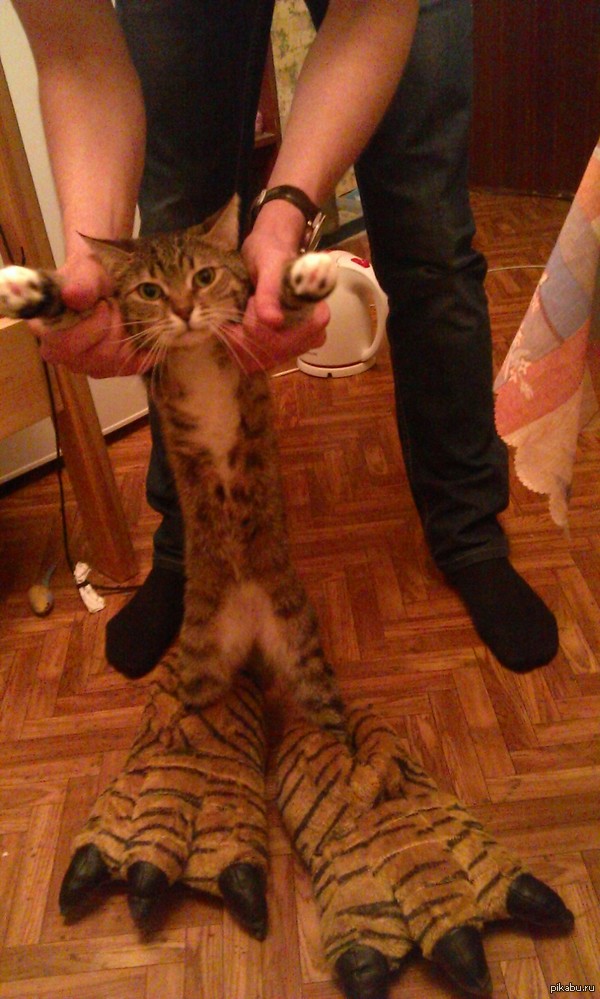 мой котейка из общаги