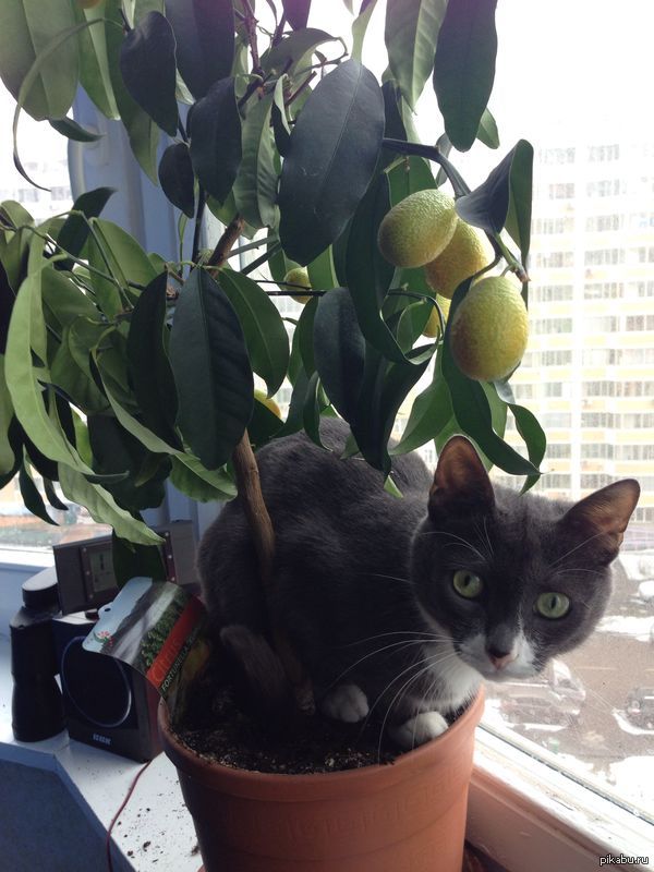 ��� ��� ����� ��� ���-�� �������...