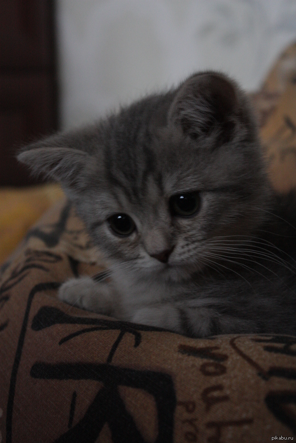 � ����� �������