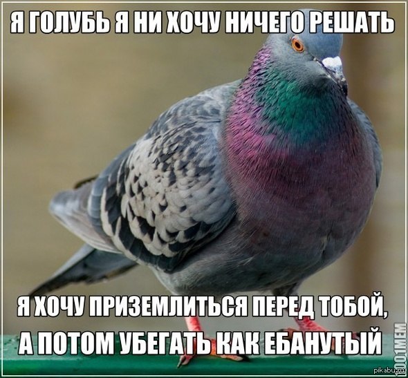 Прикол про голубя картинка