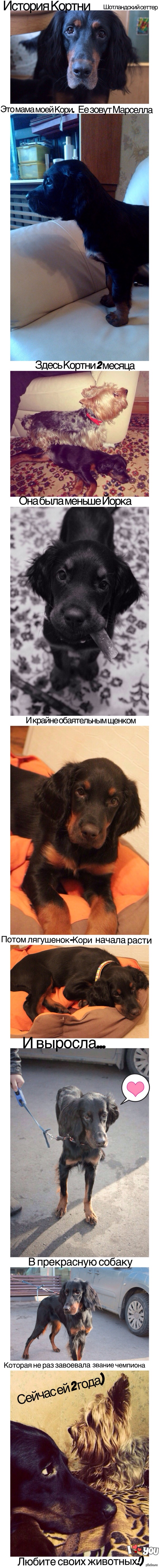 Кортни- шотландский сеттер и моя любимица