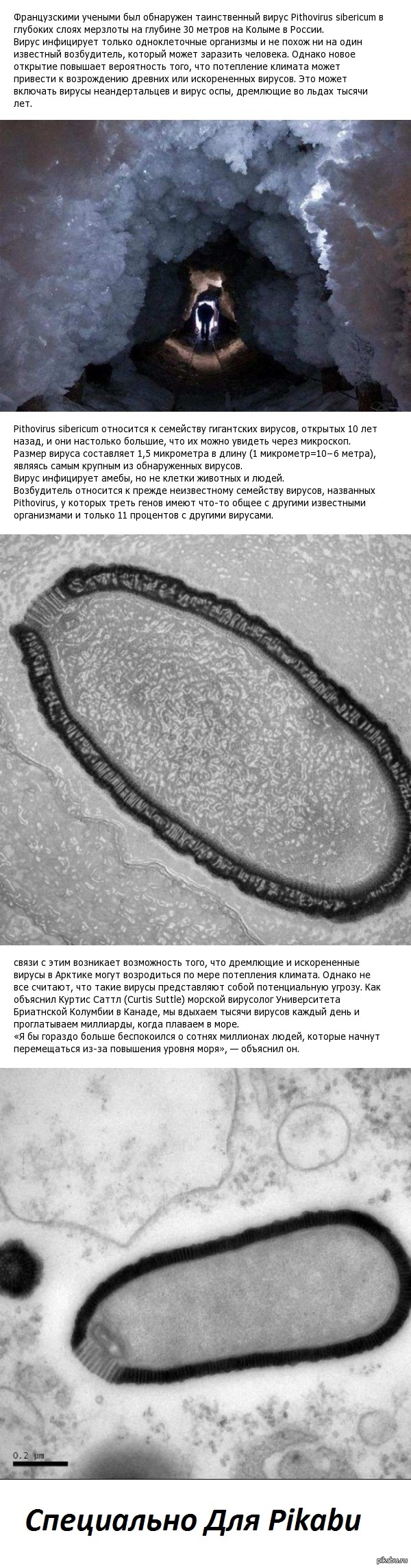 Ancient virus found in permafrost. - Virus, Antiquity, Longpost