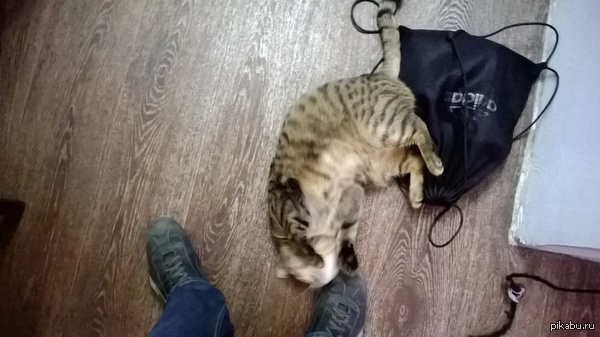 Даже кошка не хочет, чтобы я шёл на работу)
