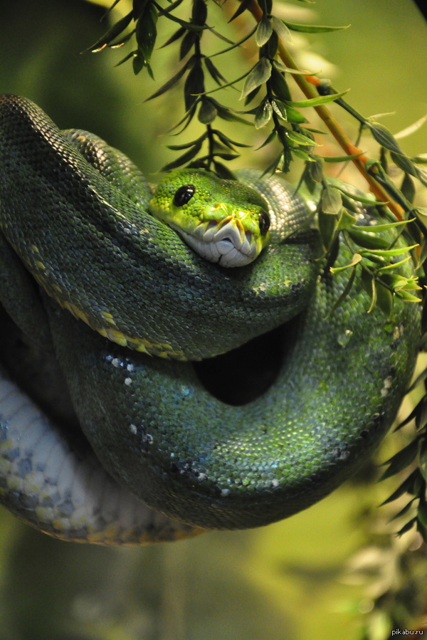 tree python - The photo, Python, Snake, Animals