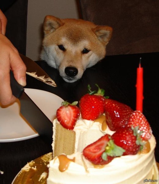 Wow! Such tasty! Very cake!