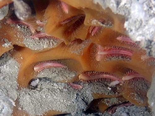 Замороженные черви. Антарктический червь полихета.