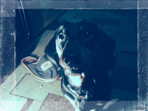 Таксамания