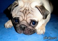 ��� ���� Pikabu ��� ������ ��� ���������