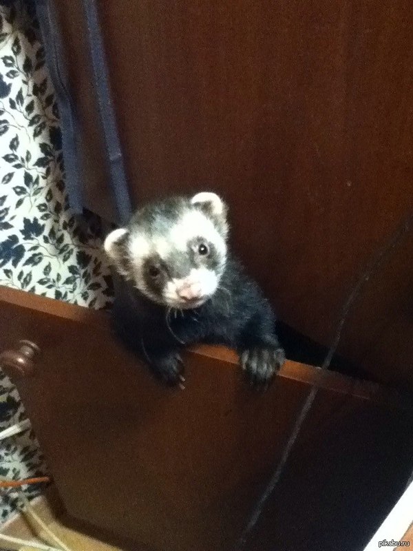 когда ты думаешь что монстр спит, и начинаешь есть сырок или другие ништяки