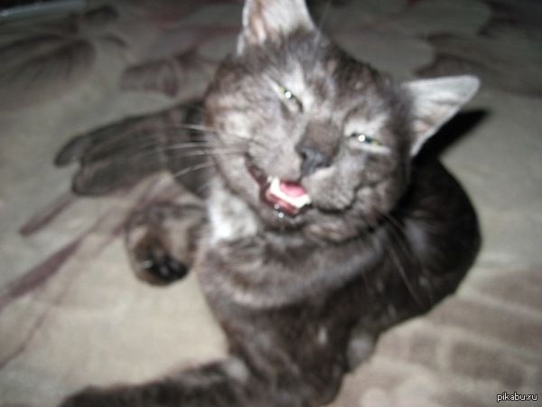 Мой любимый котяра)