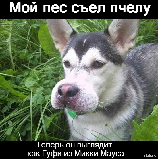 Собака Пчела Фото