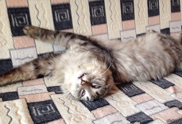 вот так спит мой кот.