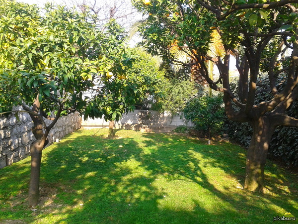 Весна в Провансе | Пикабу