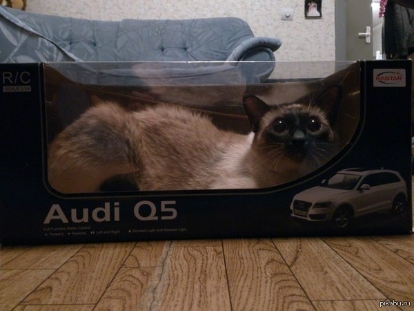 ReCatstyling)