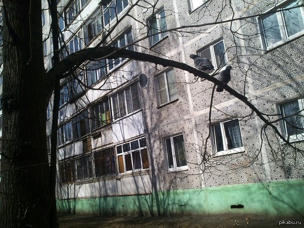 In our town the pigeons are so fat... - My, Pigeon, Branch, Fat pigeons, Schelkovo, Gravity