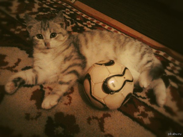 ������ �����:)