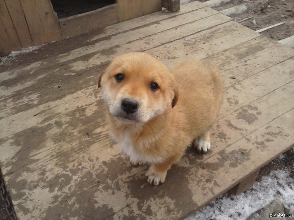 Сергиев Посад, взываю к твоей доброте!