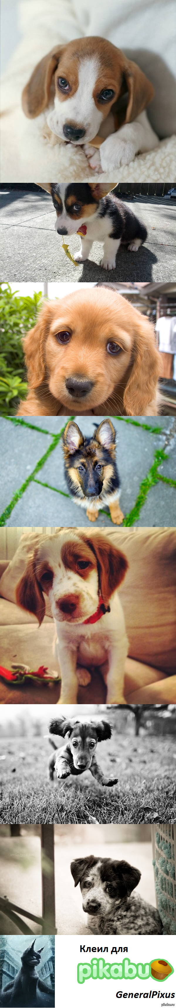 Надеюсь тут любят не только котиков