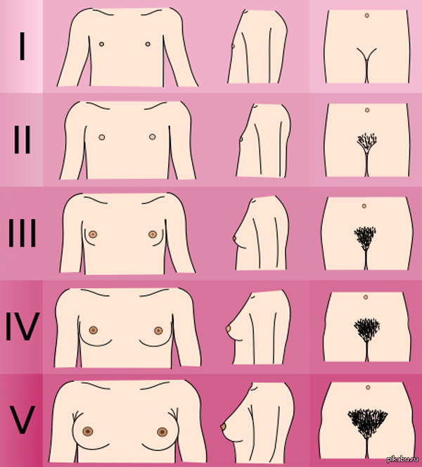 Stages of development of the mammary glands and the degree of pubic hair growth according to the Tanner scale. And for me, these are boobs that slowly go nuts._. - NSFW, Boobs, , 