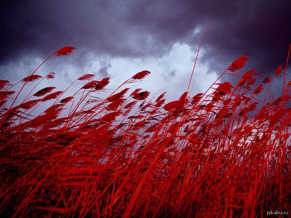 Овсяное поле