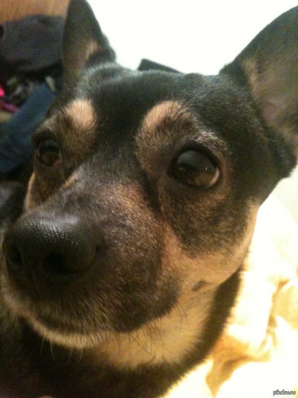 ��� �����