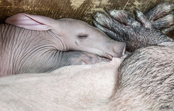 ���������