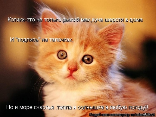 Скоро будет тепло, а пока вот вам котика)