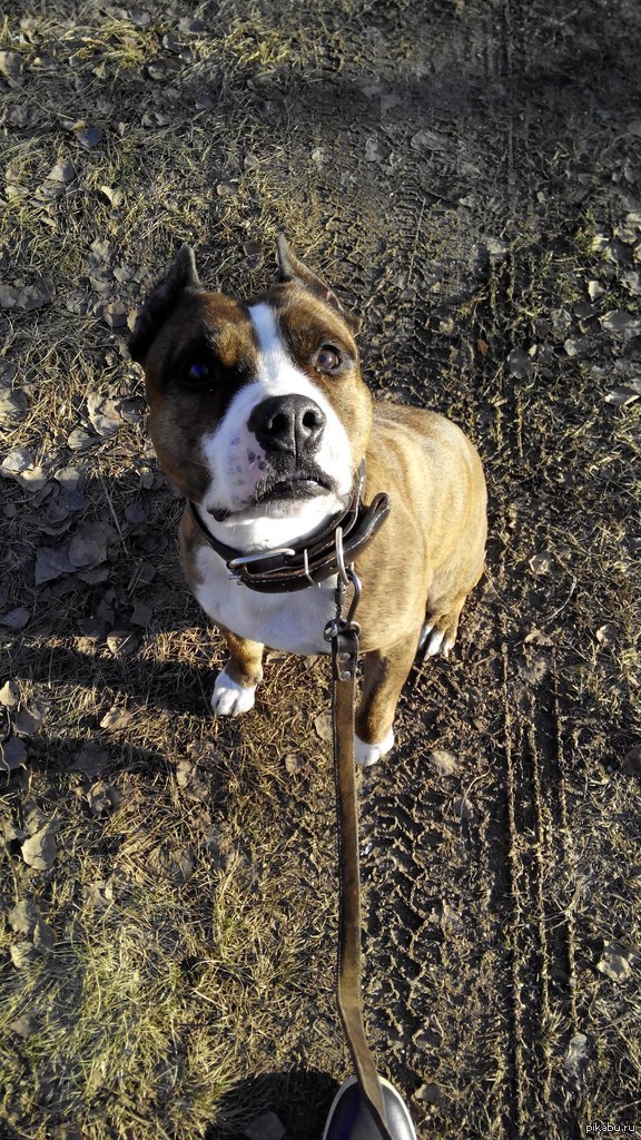 Присоединяюсь к пиару собак) Зовут Стивен, американский стафордширский терьер.