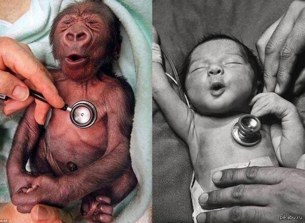 The reaction of a boy and a baby gorilla to a cold stethoscope - Boy, The photo, Animals