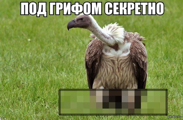 Омская птица