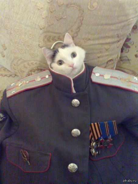 Генерал | Пикабу
